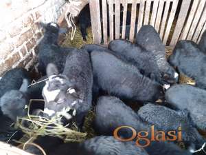 Romanovske ovce sa jaganjcima