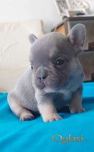 Francuski buldog štenci