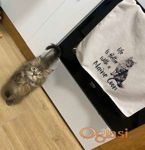 Mejn Kun/Maine Coon zenka