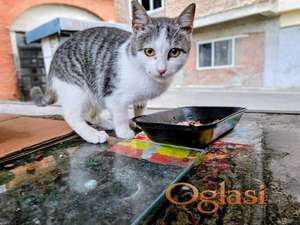 Sivobela maca traži dom pre zime