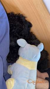 Na prodaju muška toy pudla