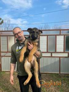 Nemački ovčar kratkodlaki, štenci u ponudi