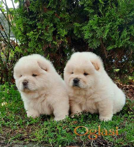 Chow Chow Large Breed Dog Chow Chow Dog Breeds With Black Roof Of