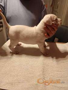 Dogo Argentino, štenci