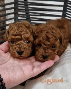 Registrovana odgajivacnica Hopy queen poodle