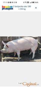 Prodajem svinju