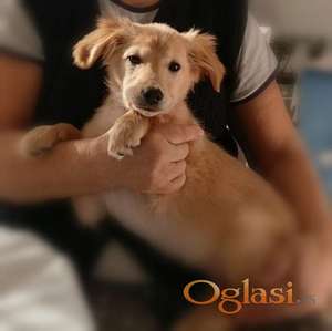 Poklanjam štene ženke mešanca