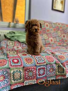 Toy Pudle na prodaju