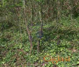 Prodaje se atraktivan plac u Paragovu