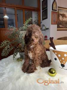 Braon toy pudla muško štene