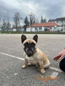 Dingo Francuski Buldog sreman za parenje