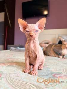 Sphynx mačići rezervacije