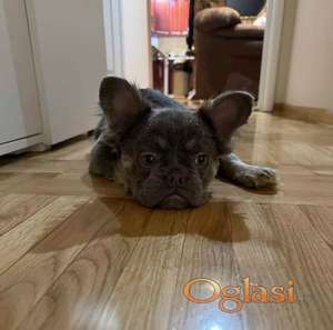 Francuski buldog na prodaju