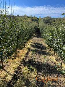 Voćnjak 1319m2 u selu Krušedol na Fruskoj gori