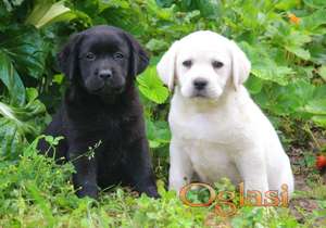 Labrador retriver štenci