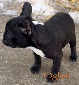 Francuski buldog stene