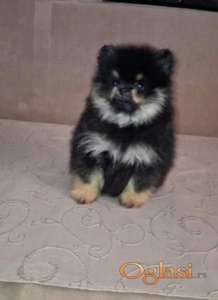 Pomeranac muzjak