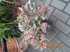 Uređenje i održavanje dvorišta