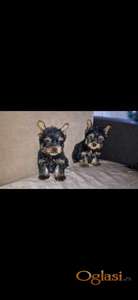 Jorksirski terijer stenci