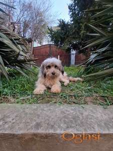 Maltipu mini mužjak