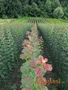 Sadnice voća,voćne sadnice