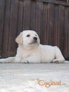 Labrador retriver stenci