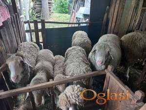 Virtemberg ovce i jagnjad na prodaju