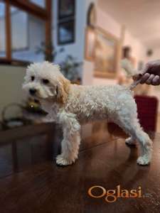 Šampanj-aprikot mini pudla mužjak