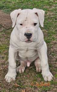 Dogo Argentino štenci