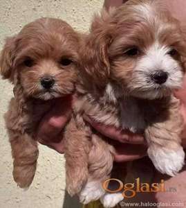Maltipoo stenci