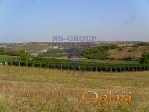 Odličan plac sa vinogradom u vrdniku