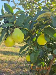 Voćnjak dunje - njiva, 11806 m2, Stepanovićevo