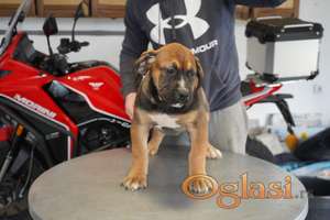 Južnoafrički mastif - Boerboel štenci