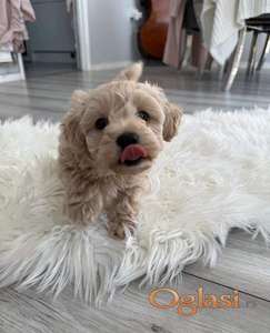 Maltipoo je izvrstan pas za društvo:
