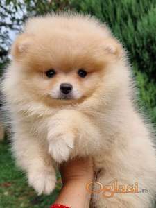 Pomeranac boo