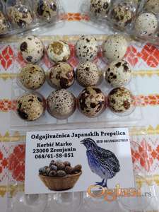 Japanske prepelice