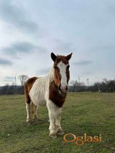 Prodajem kobilu