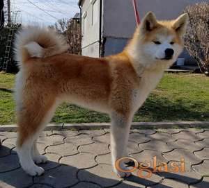 Akita Inu - ženkice