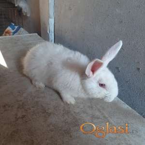 Prodajem mlade kuniće beli hajkom.