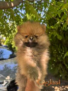 Mini pomeranac