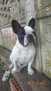 Francuski buldog parenje