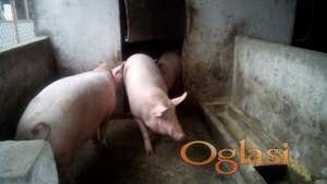 debela mesnata svinja 100kg