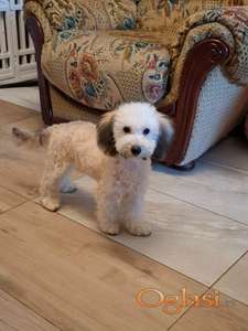 Pudla drap-siva sejbl ženka