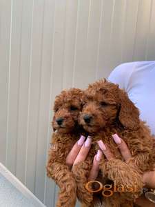 Pudla crveni i aprikot patuljasti stenci