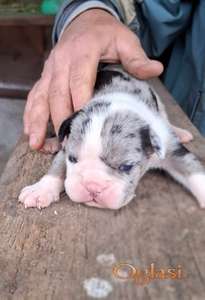 Engleski buldog stenci