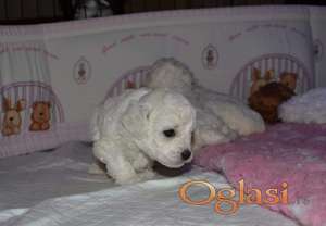 toy pudla