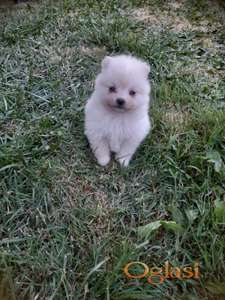 Pomeranski spic