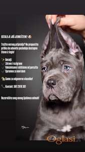 Prodajem Cane Corso – Idealnog pratioca i čuvara