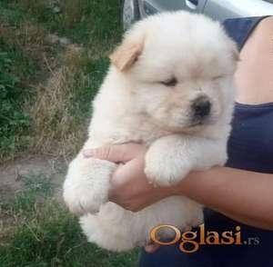 Cau Cau