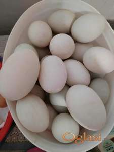 Domaća pačija jaja